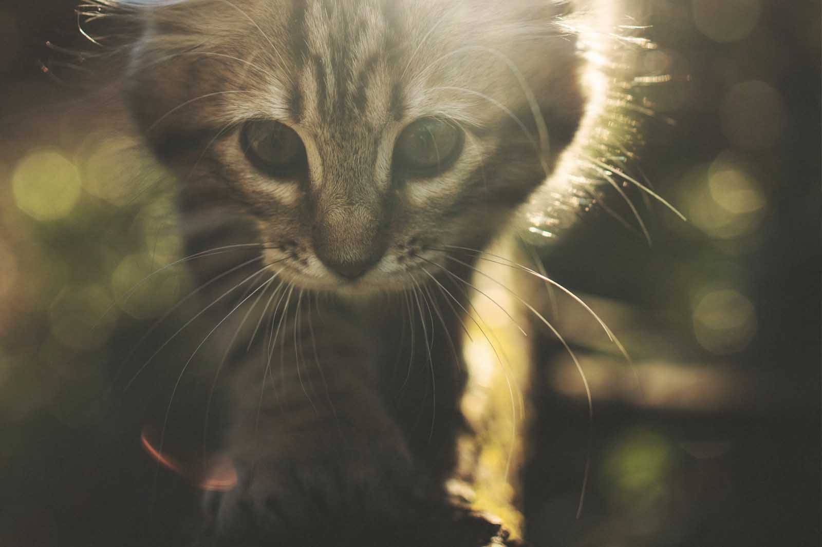 High Protein Diet for Cats