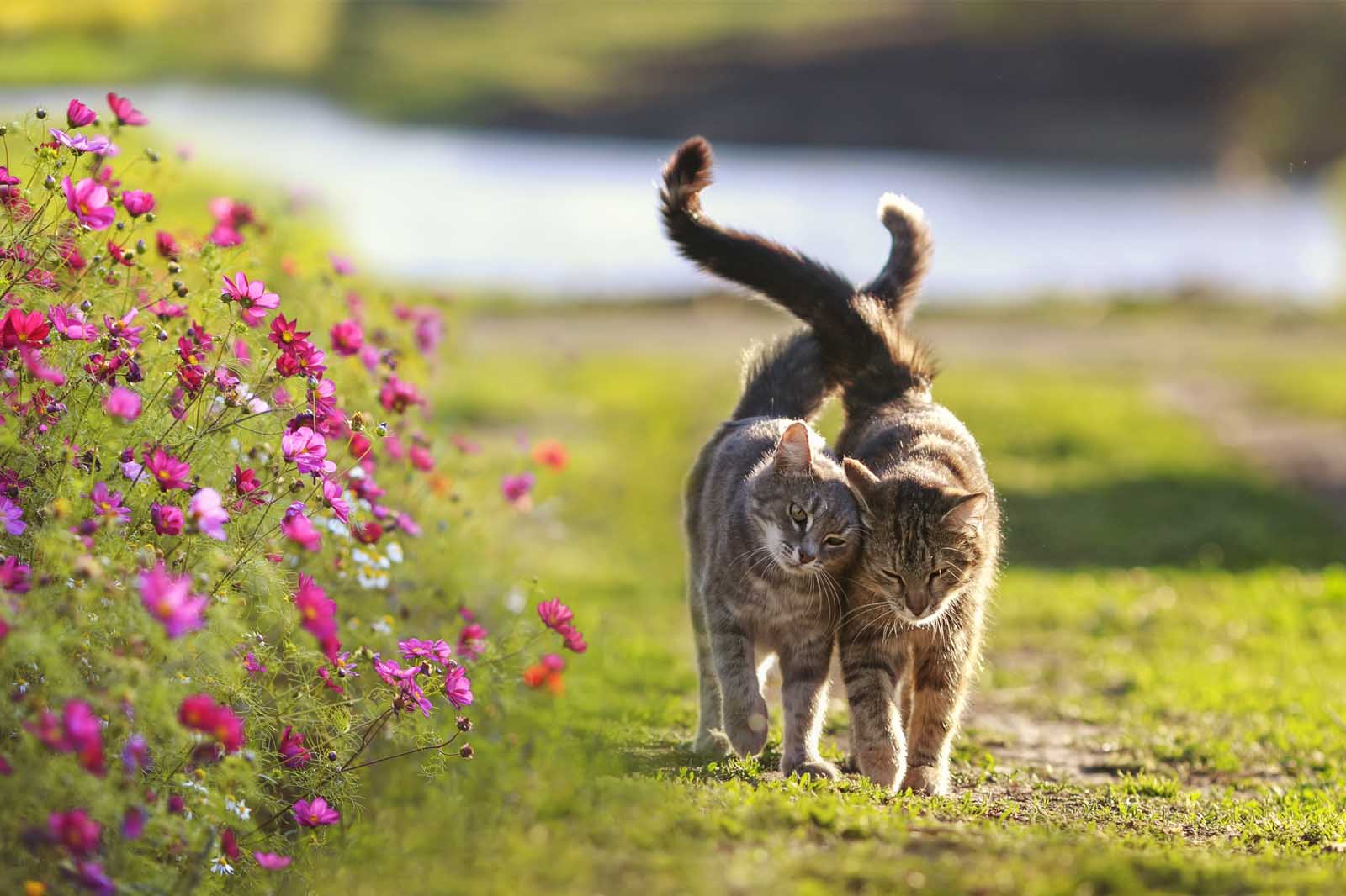 Cats on Heat