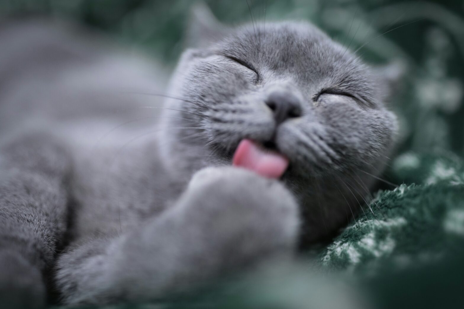 cat grooming its paws