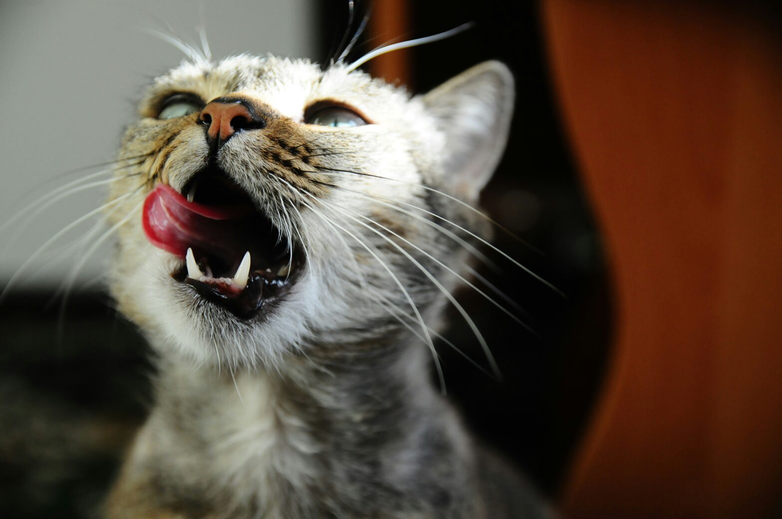 Cat licking its lips