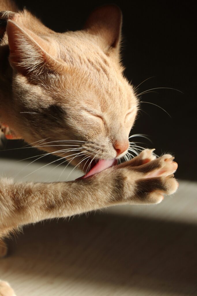 Cat grooming its paw with its eyes closed
