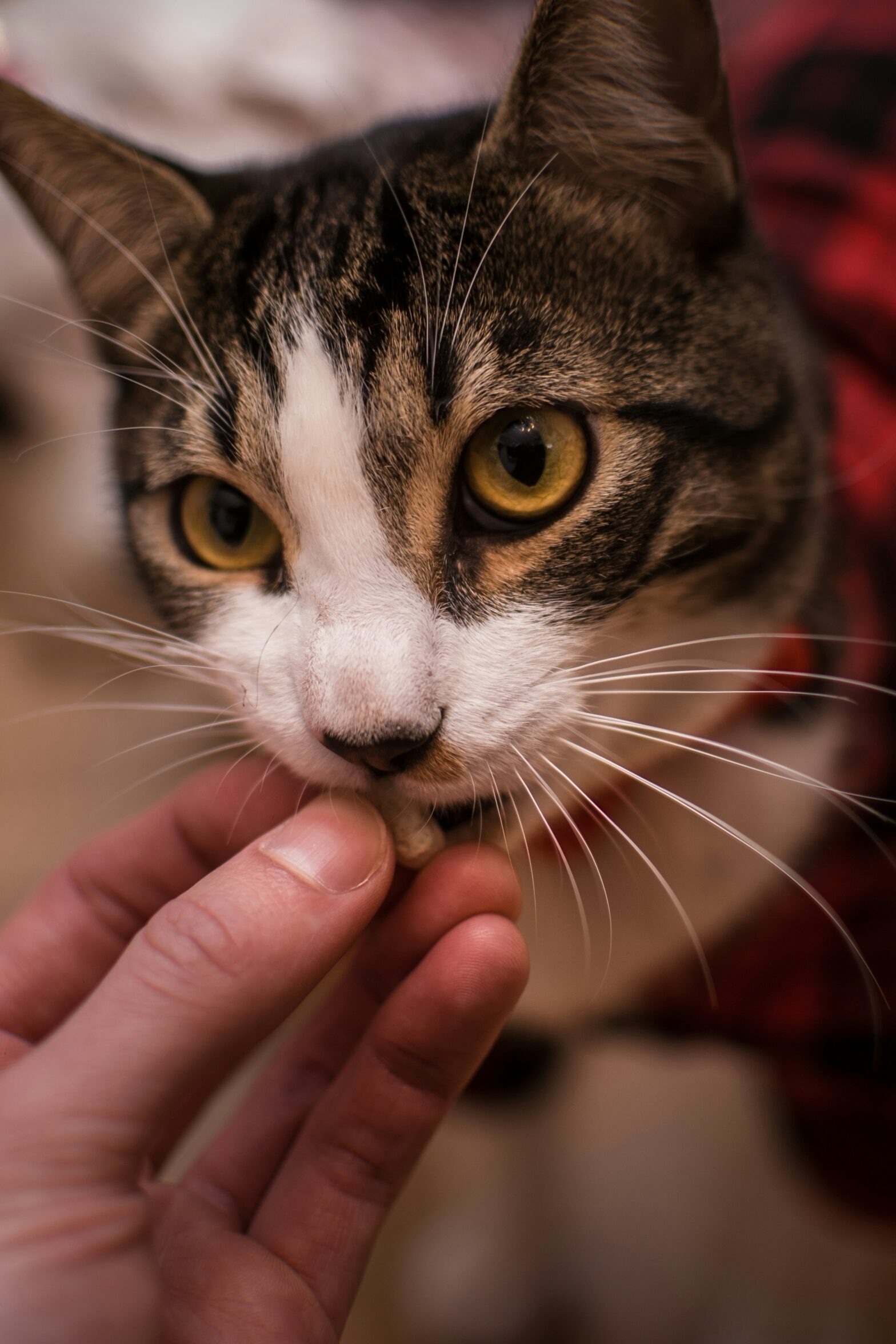 Cat eating a treat